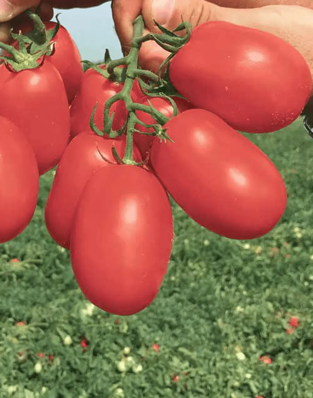 Tomato Incipit