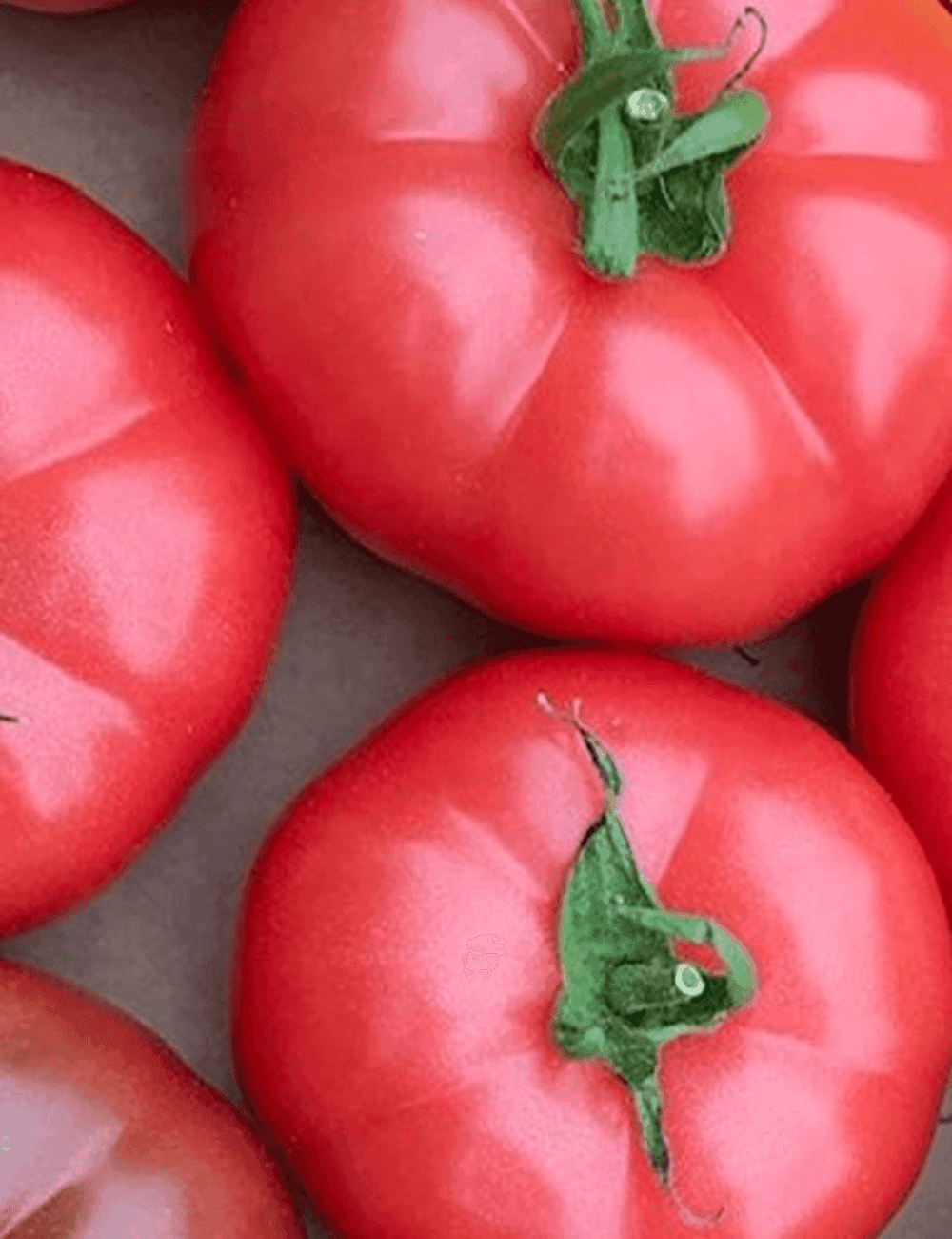 Tomate Corsica