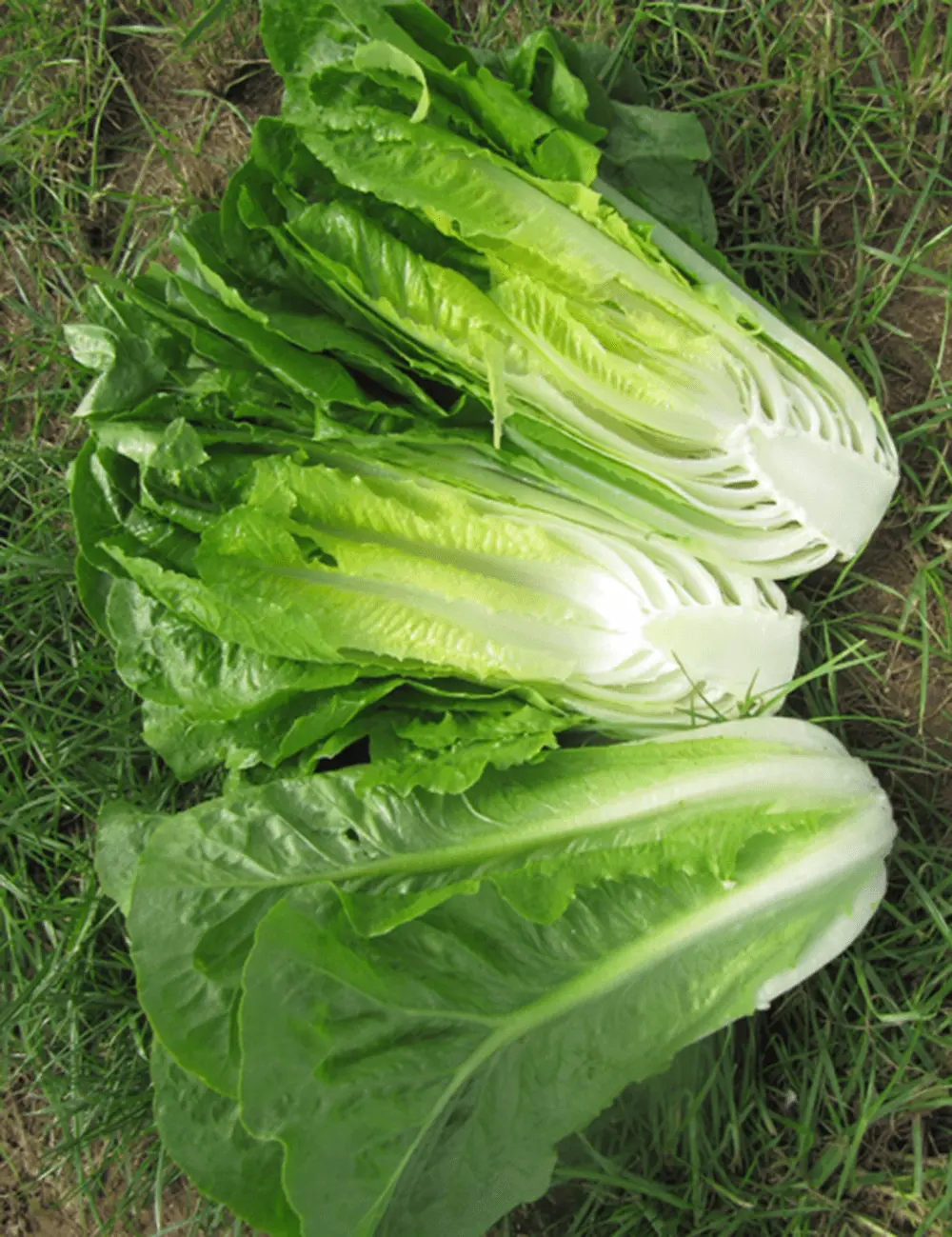 Lettuce Romaine Kilnsey
