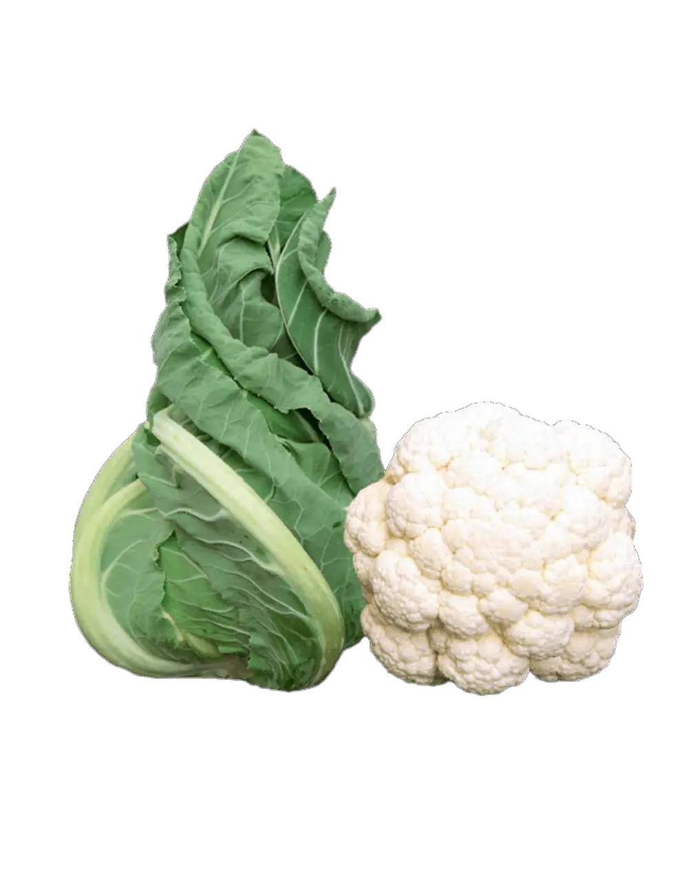 Blumenkohl Whiton