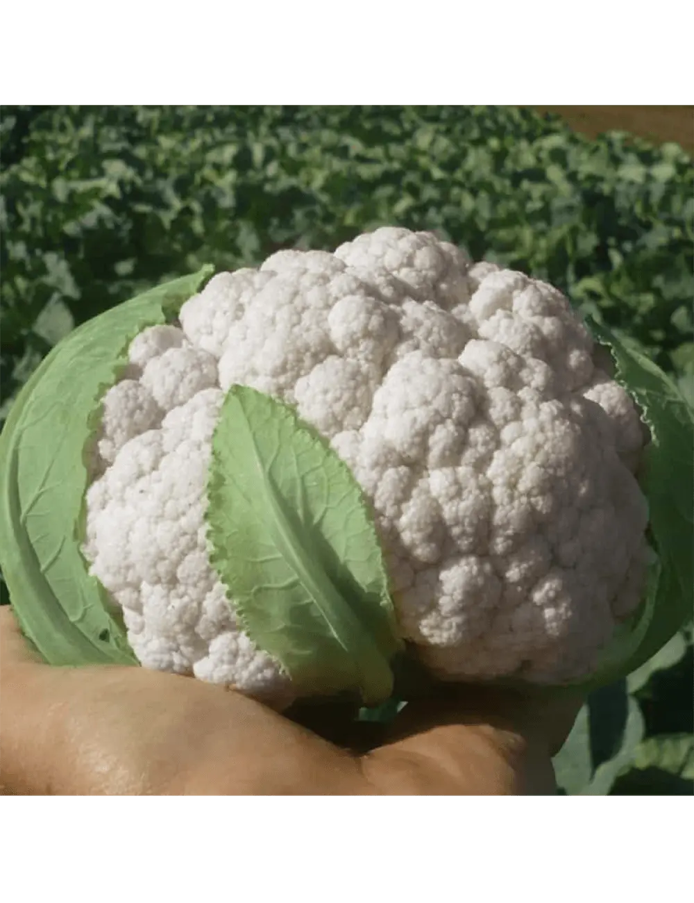 Cauliflower Faston F1
