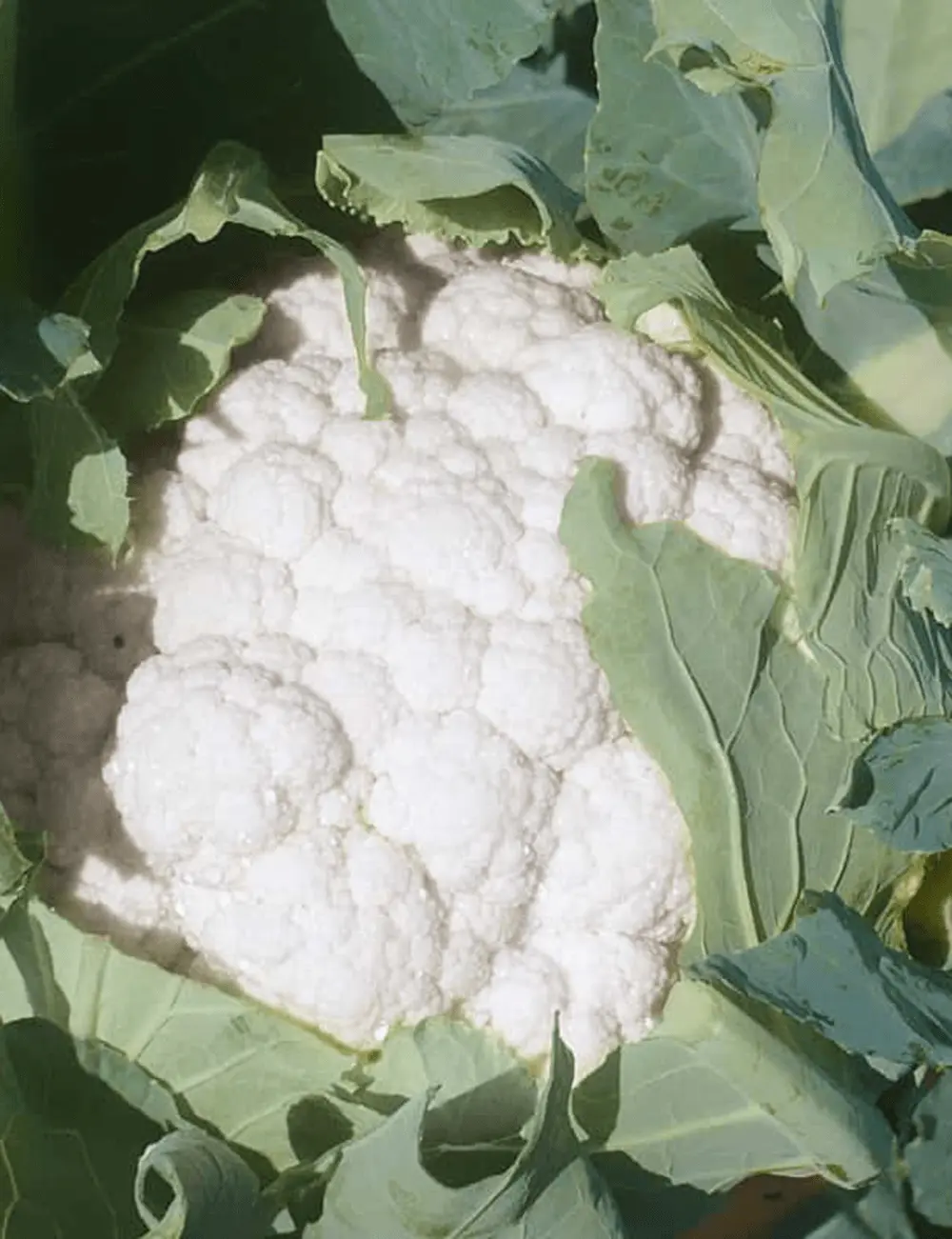 Cauliflower Faston F1 2