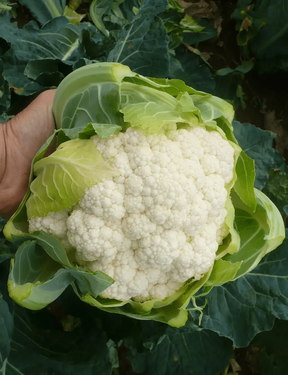 Cauliflower Denton