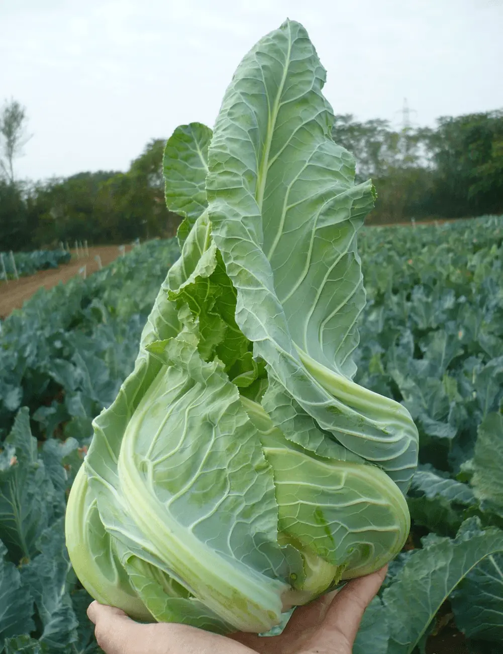 Cauliflower Denton 2