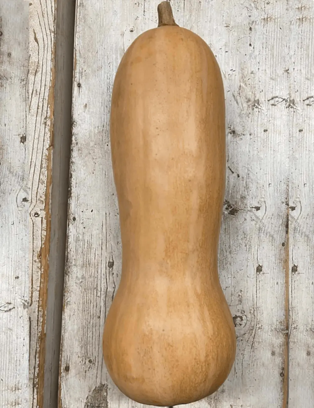 Pompoen Titan
