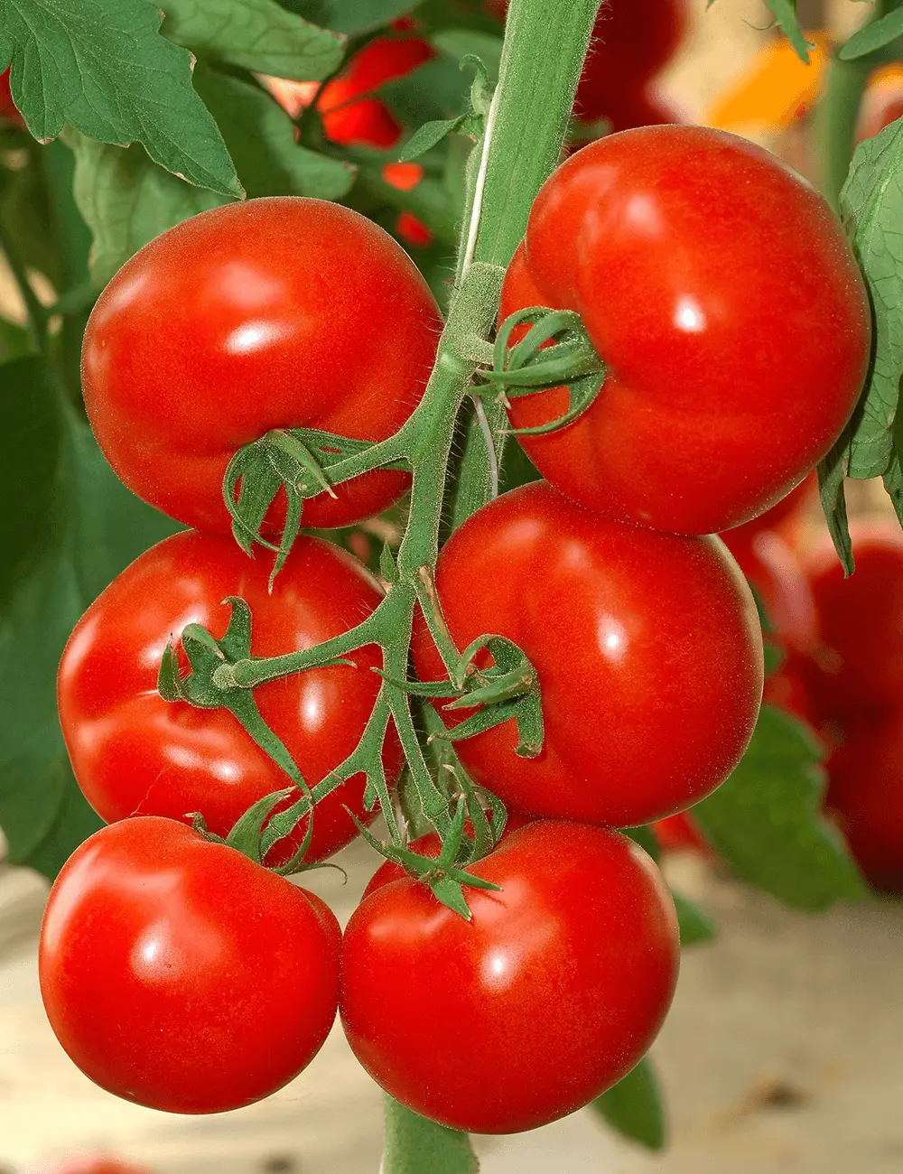 Tomato Miko F1 2