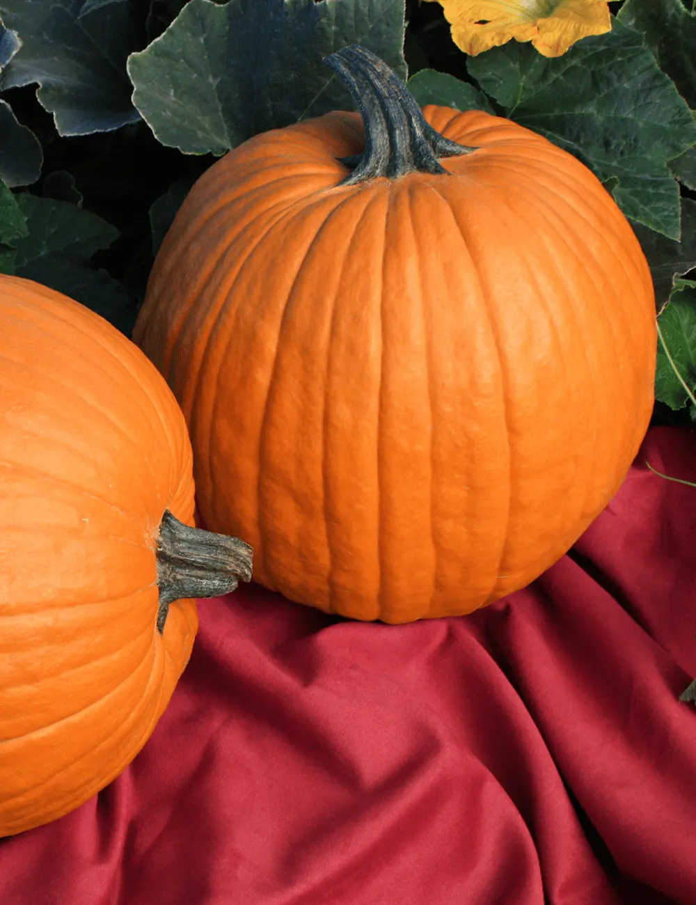Pumpkin Boomer 2