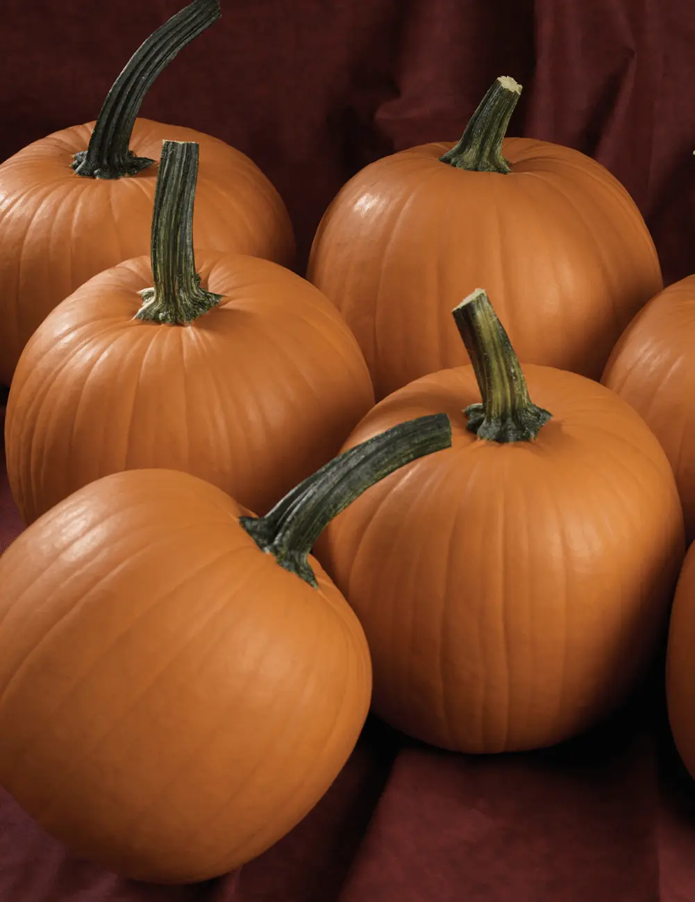 Terrafin Pumpkin 2