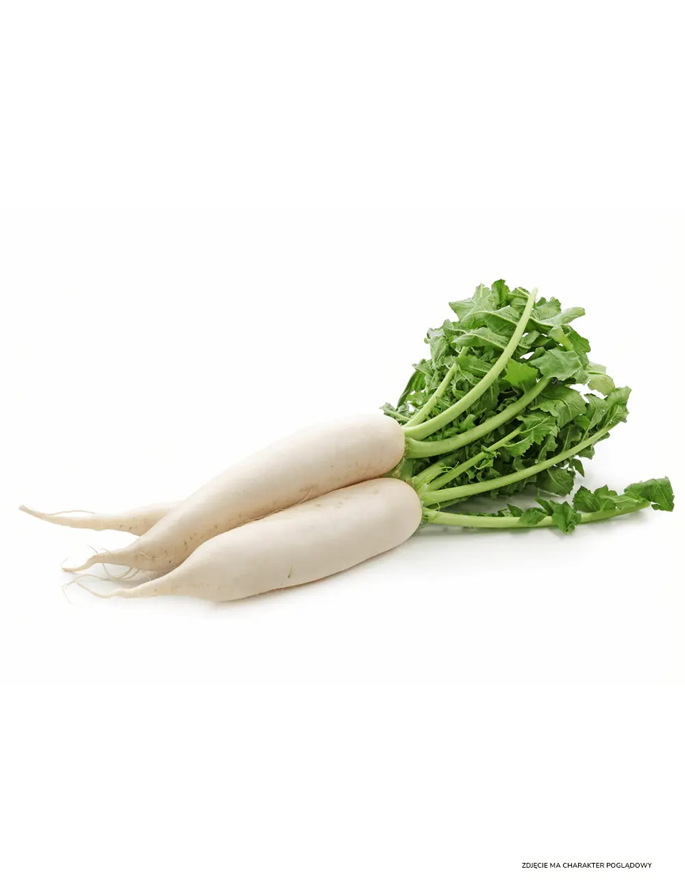 Snowbird Radish