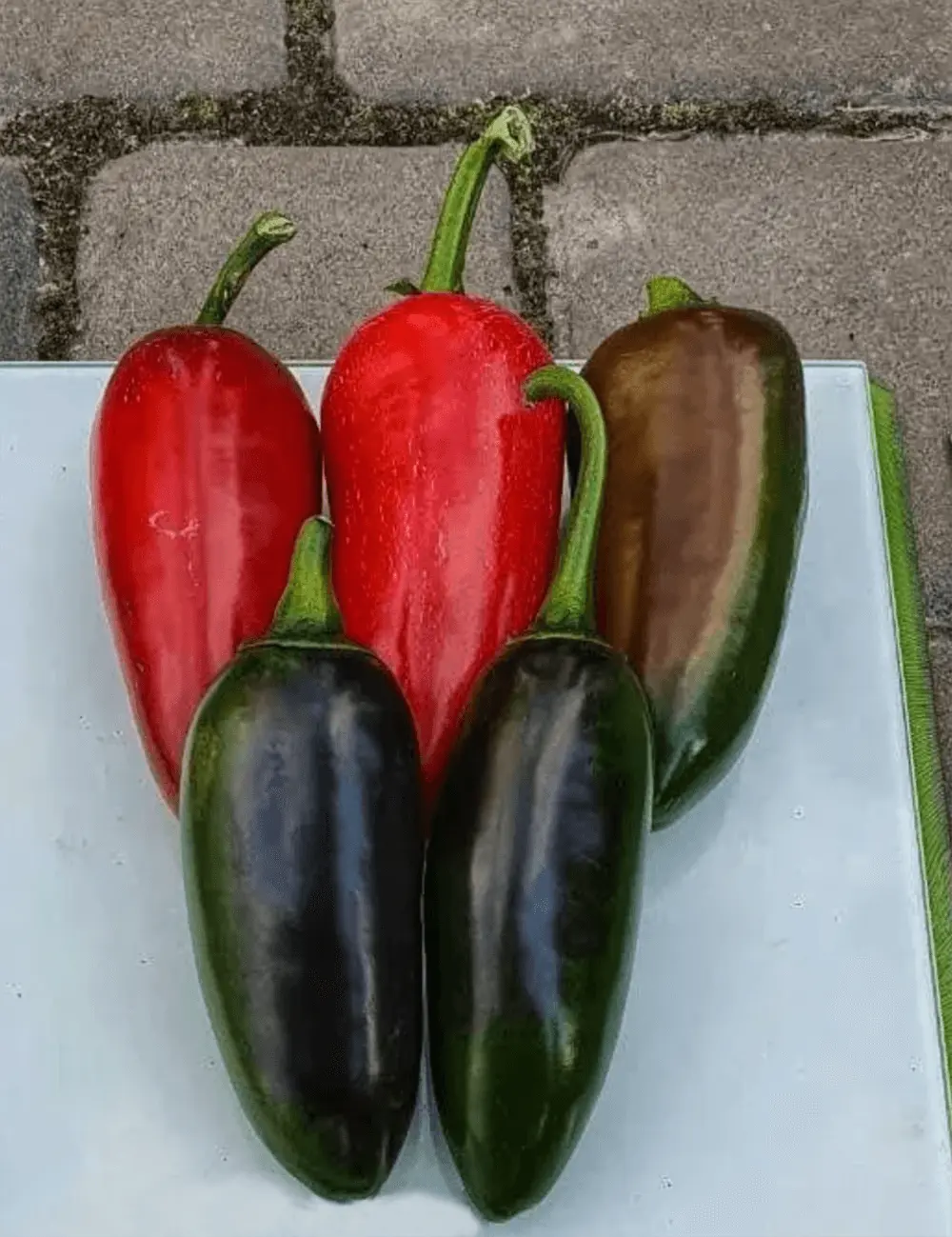 Paprika Mojave F1