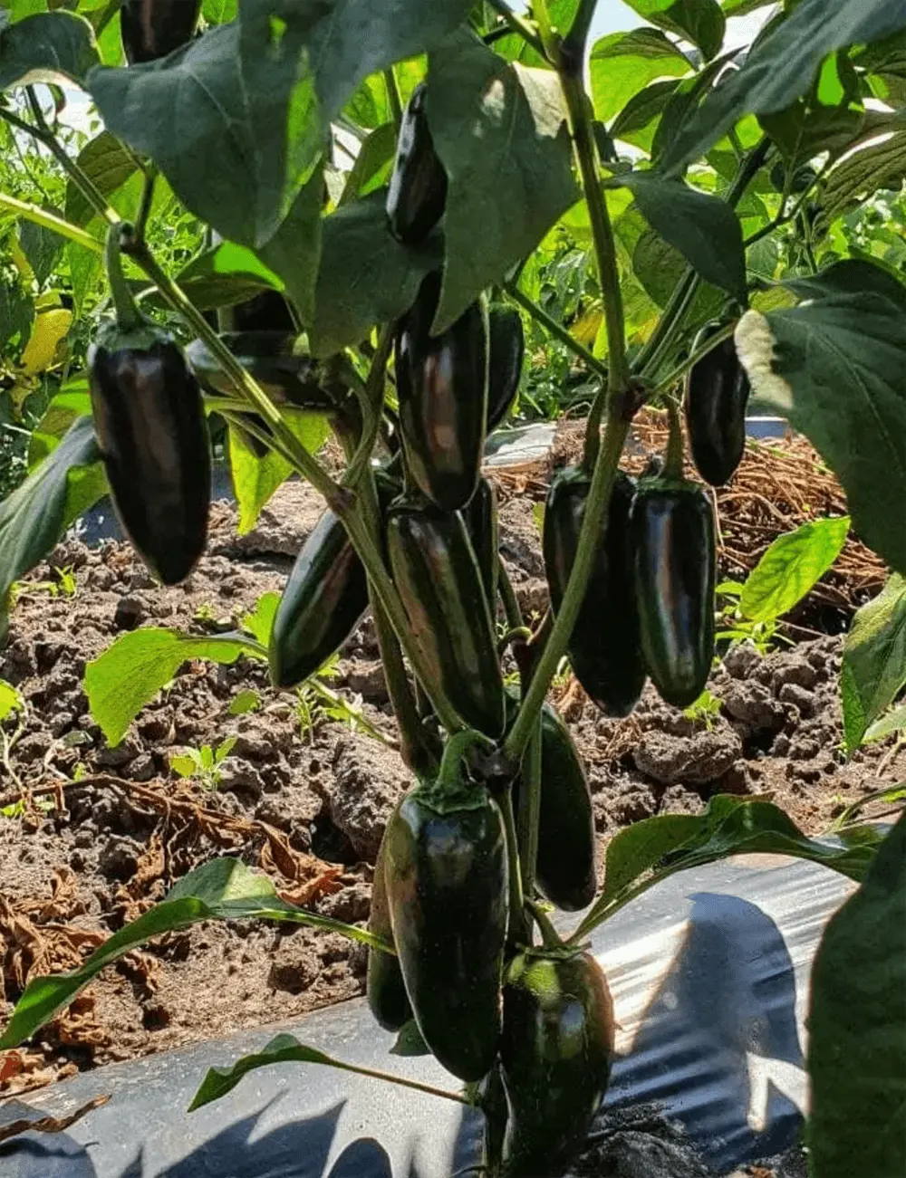 Paprika Mojave F1 3