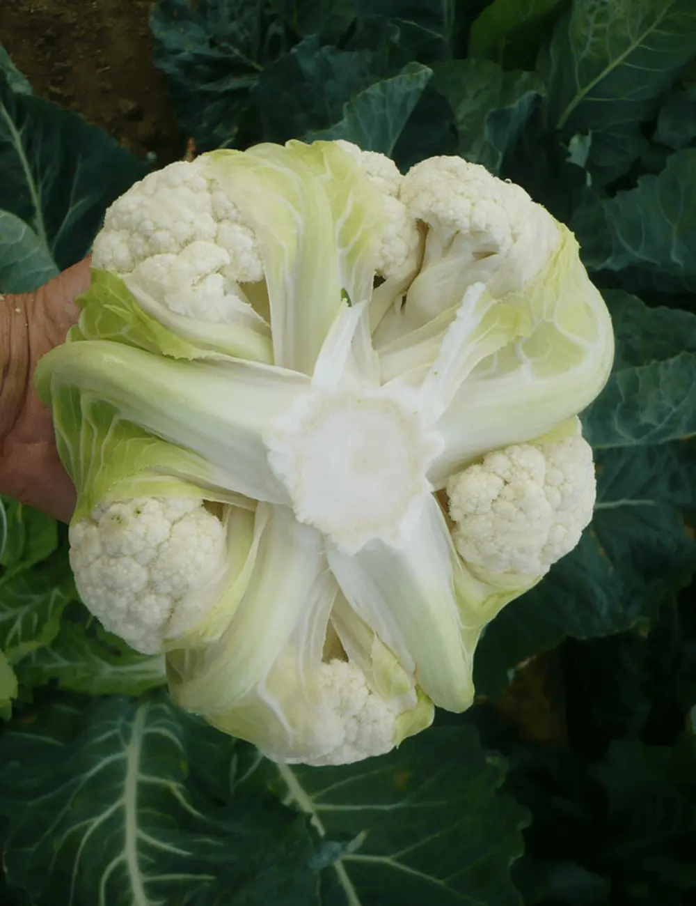 Blumenkohl Jericho F1 2