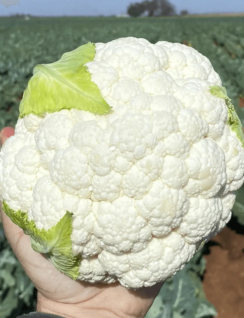 Blumenkohl Nairobi