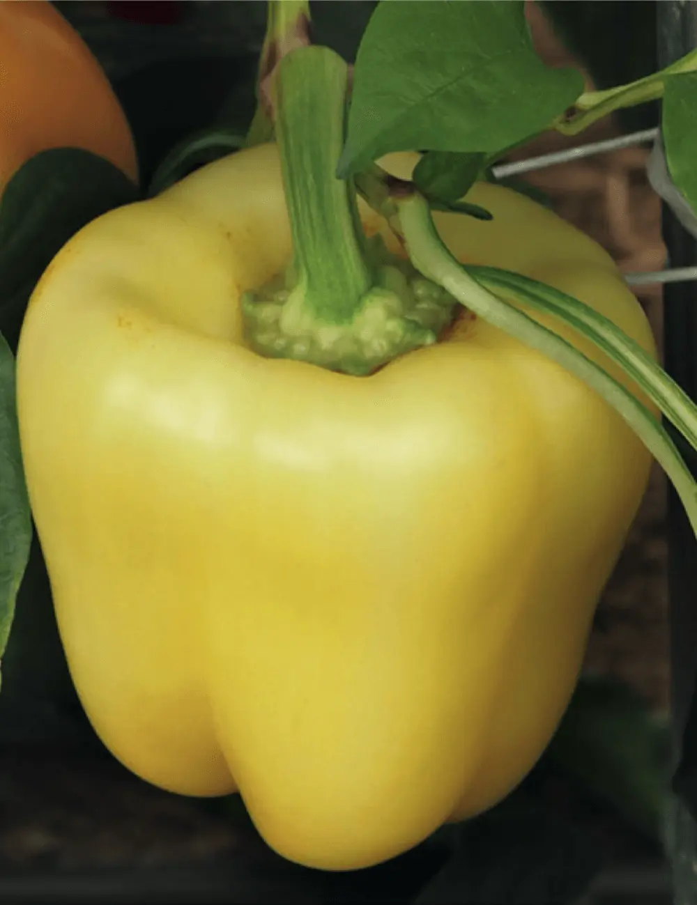 Paprika Salana