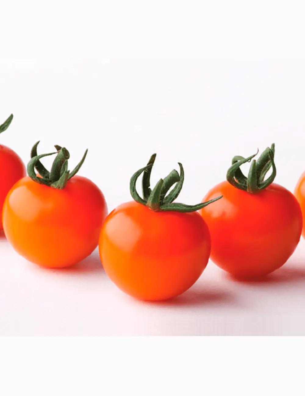 Tomate Oranjestar Gspp