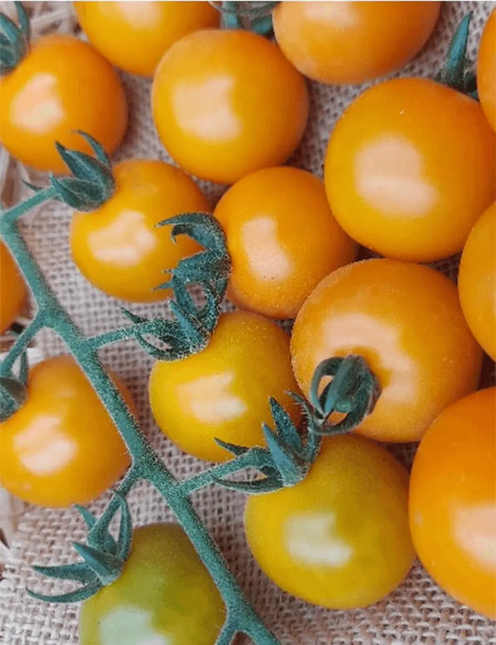 Tomato Royalstar Gspp