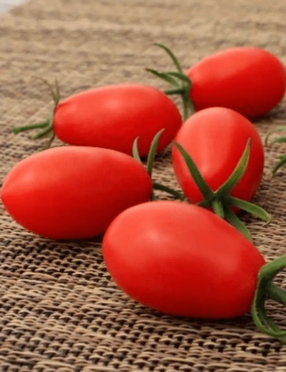 Tomate Oribustar Gspp