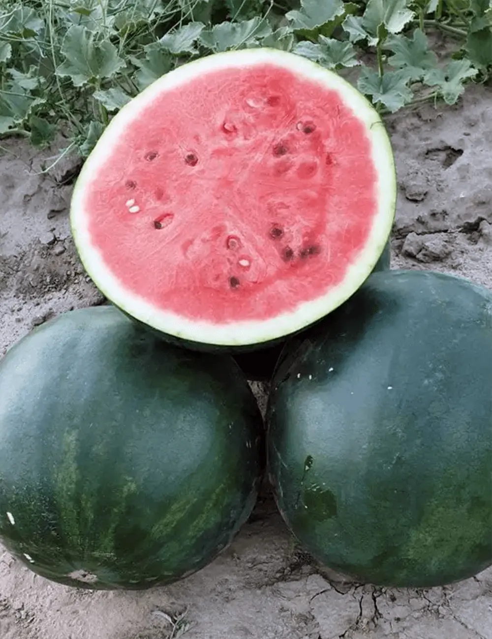 Wassermelone Fire Ball