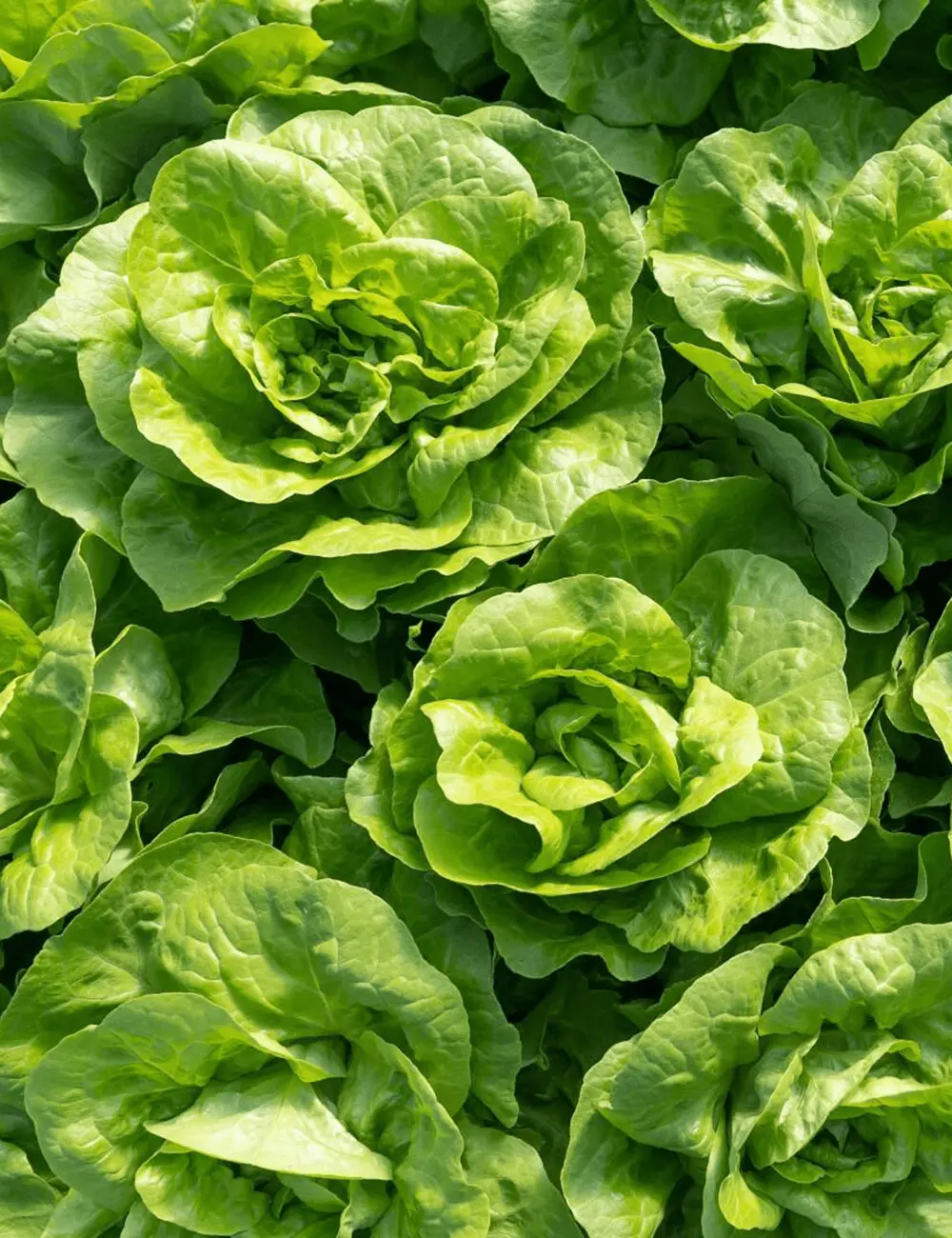 Fioris Butterhead Lettuce