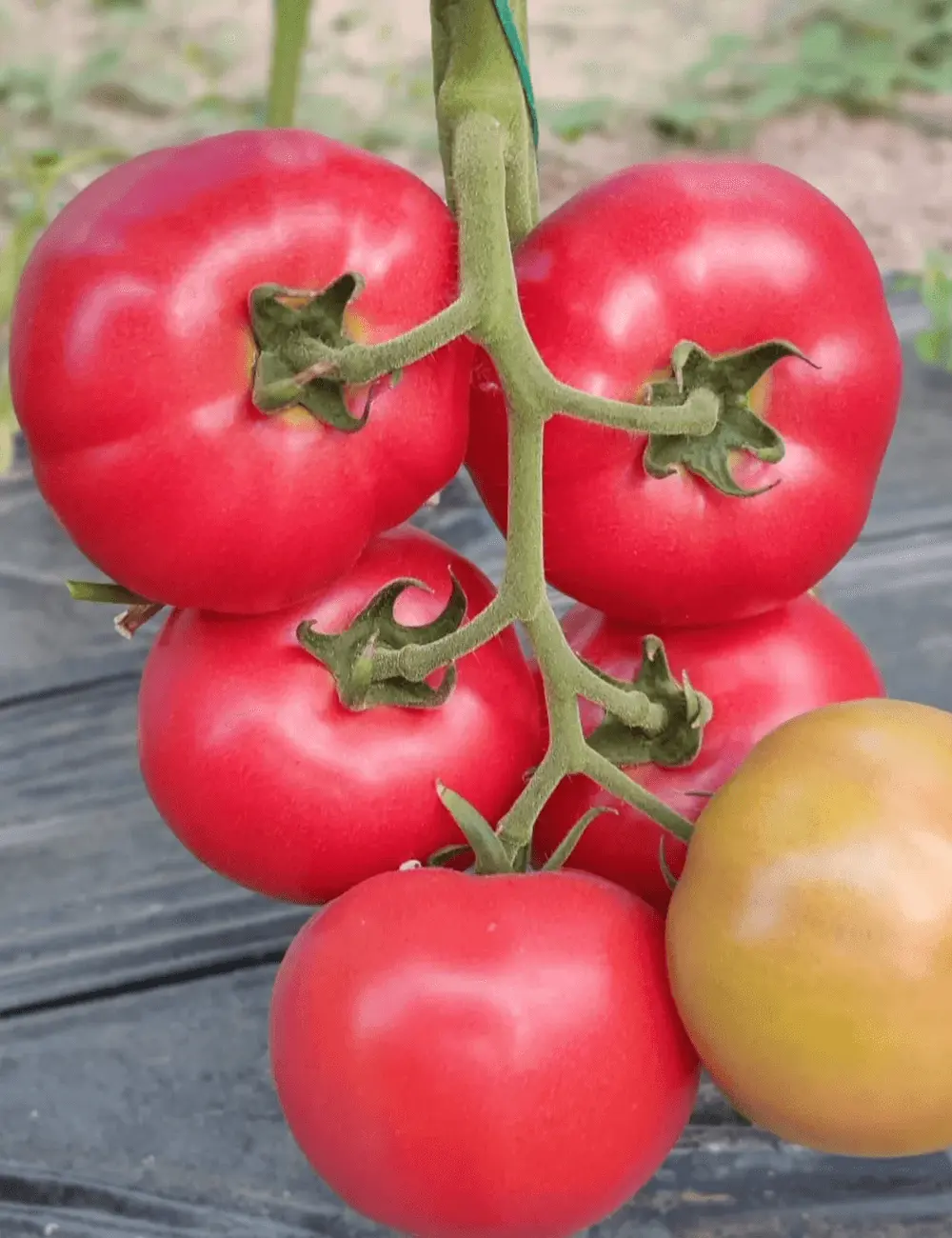 Tunnel Tomato Honeylilli