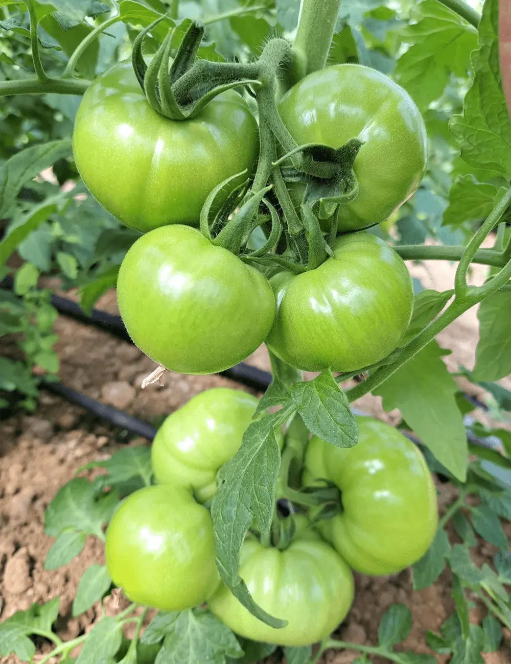 Tunnel Tomato Honeylilli 2