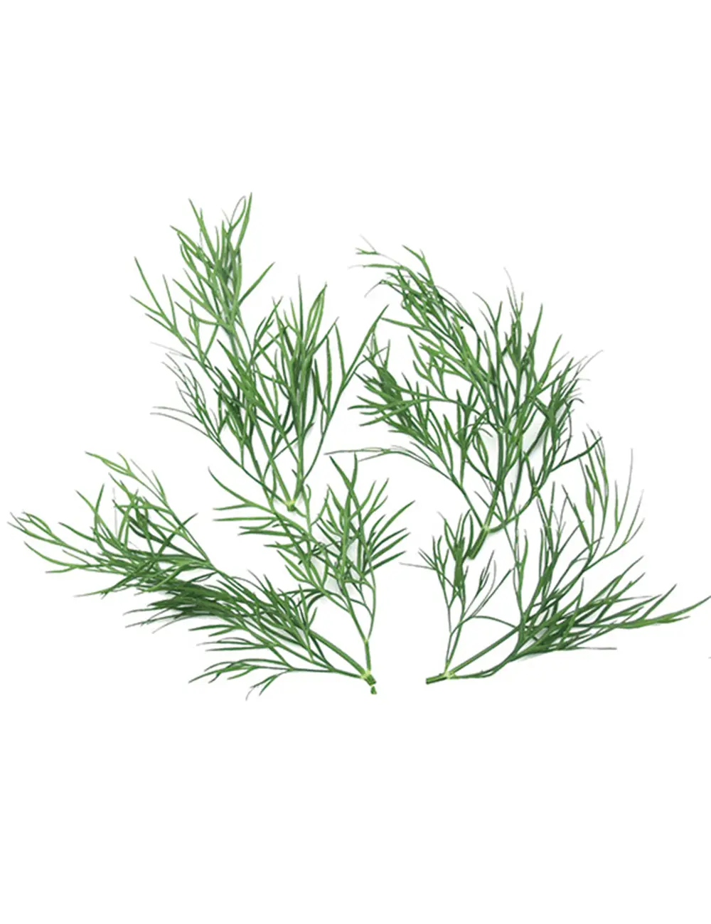 Dill Lena