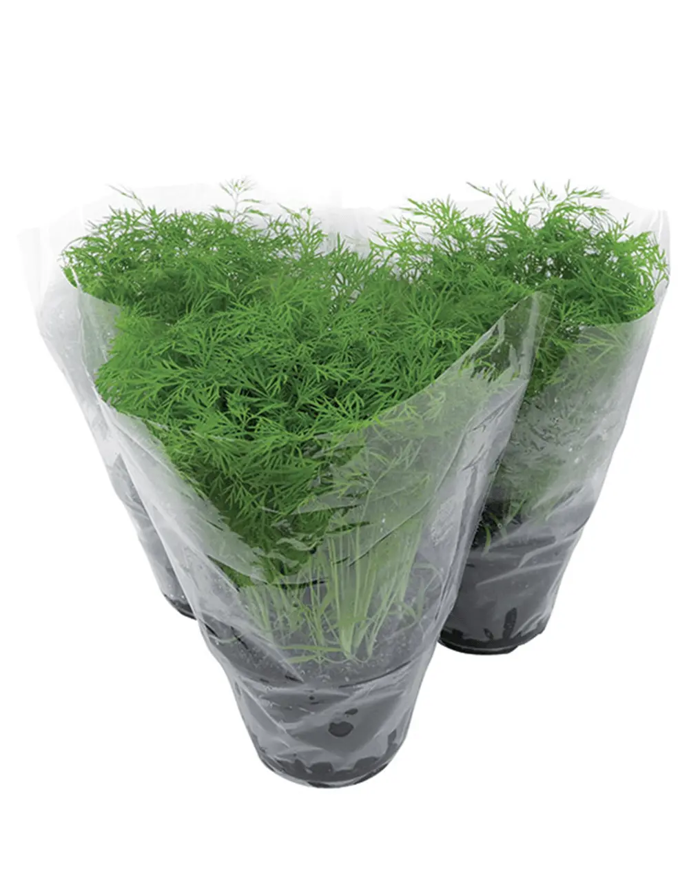 Dill Lena 2