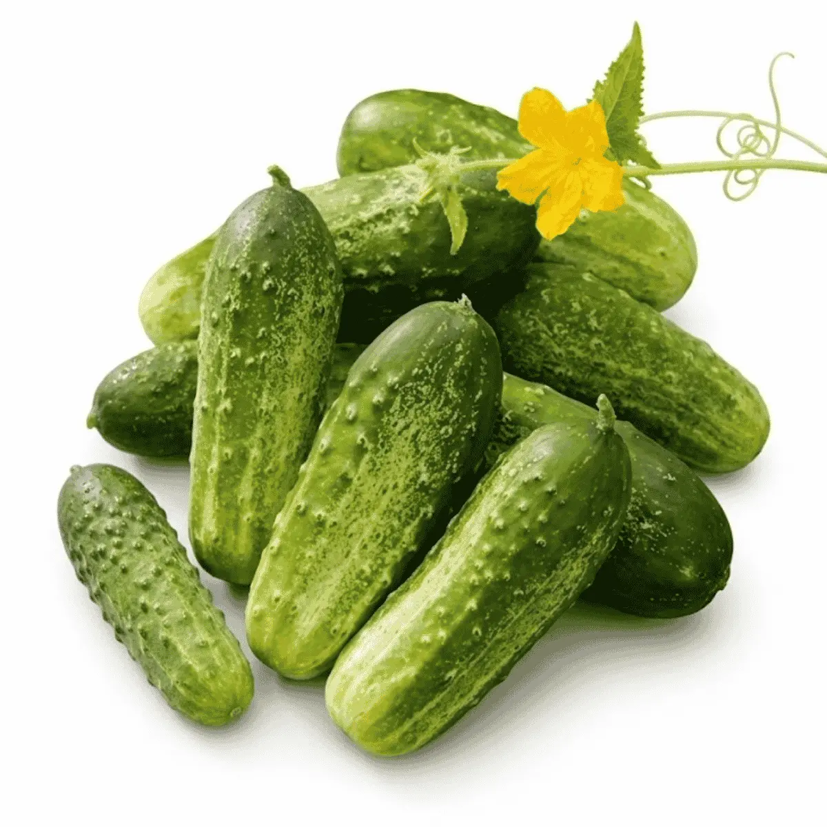 Gurke Starter F1