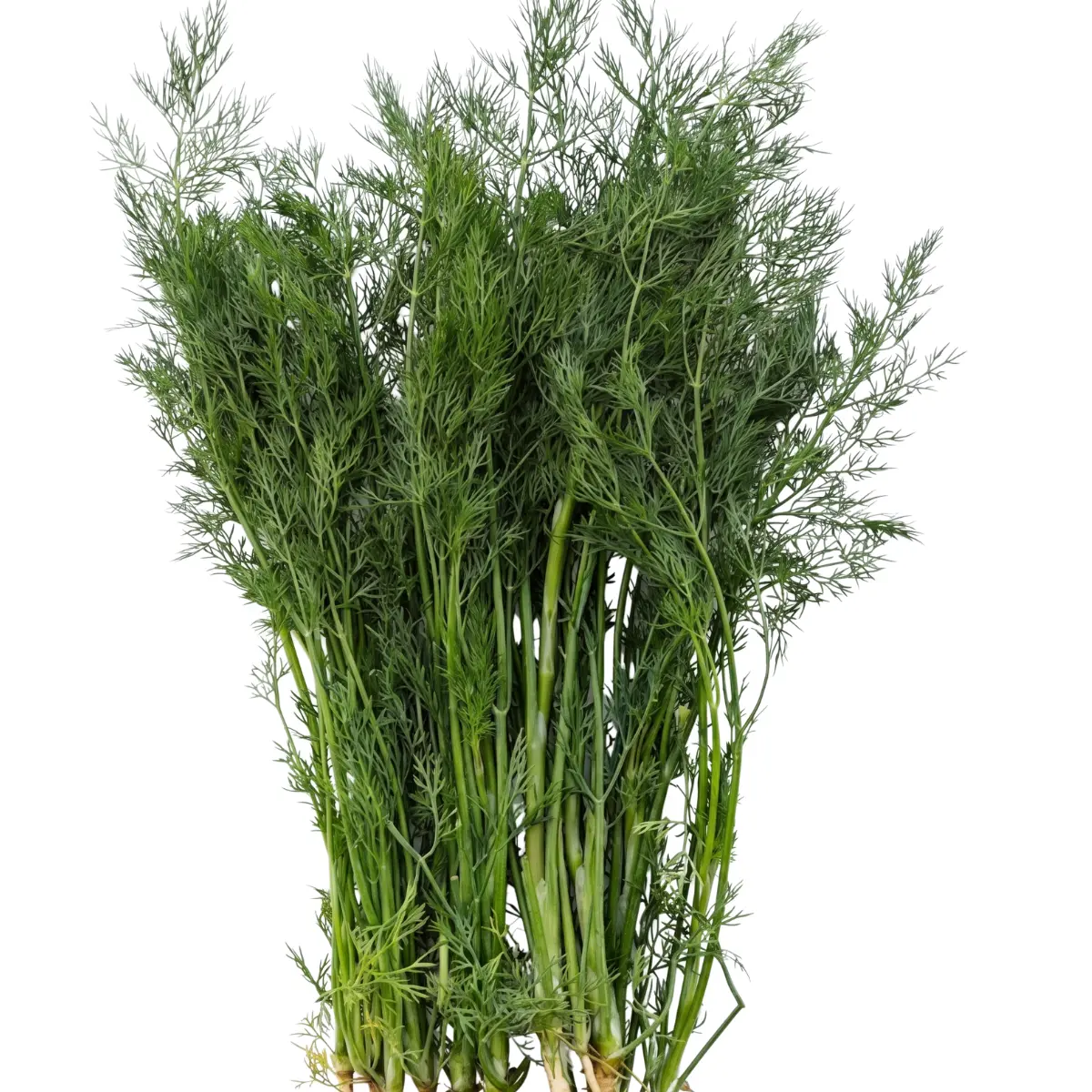 Koper Soren