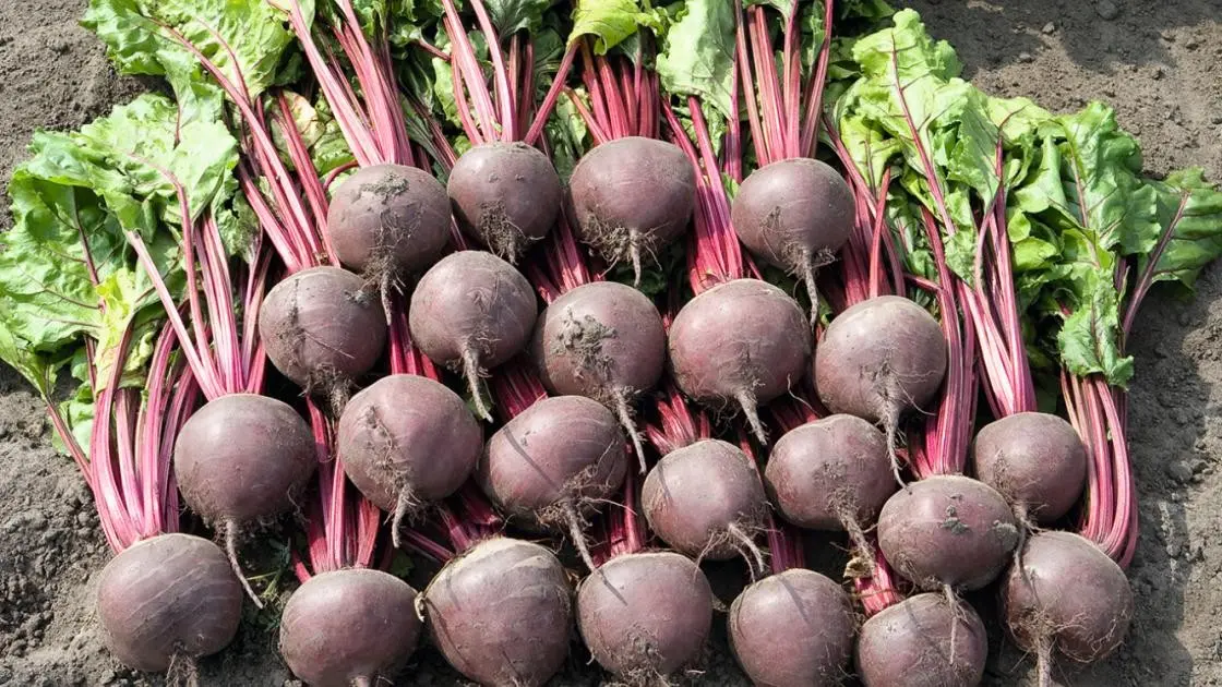Rote Bete Boro 2