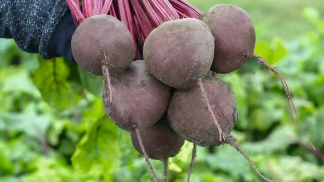 Rote Bete Subeto