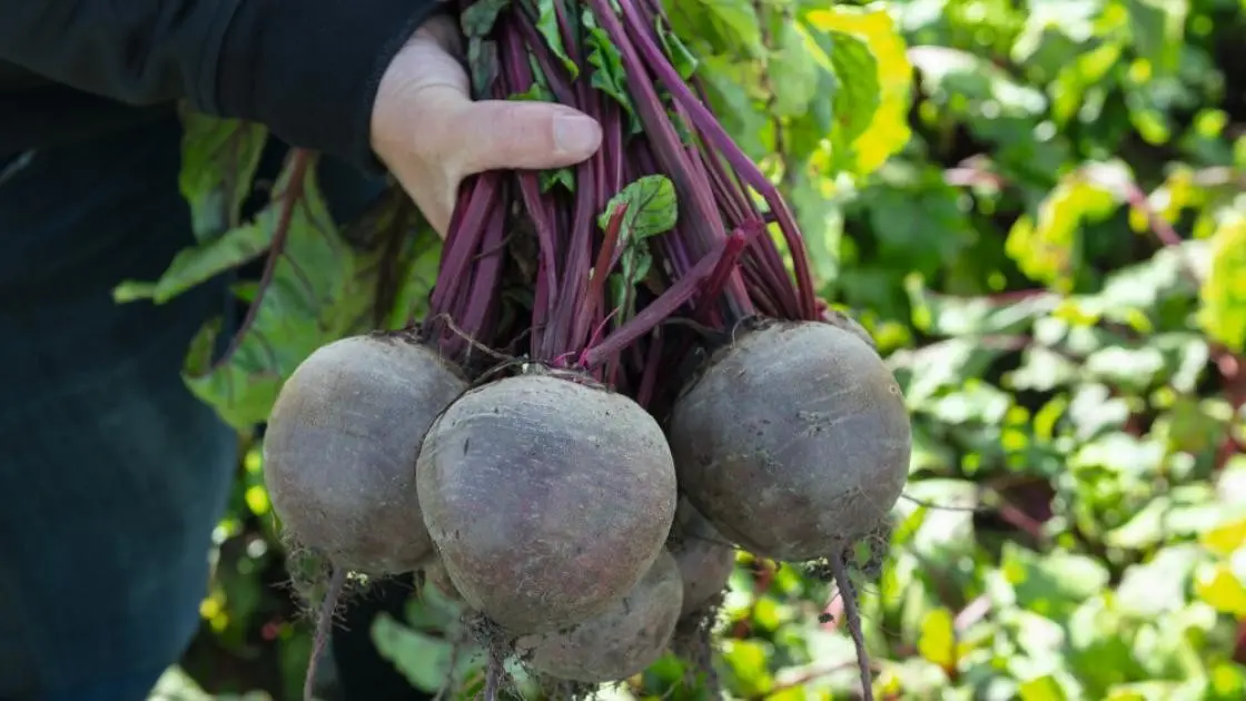 Rote Bete Bikores Präzise