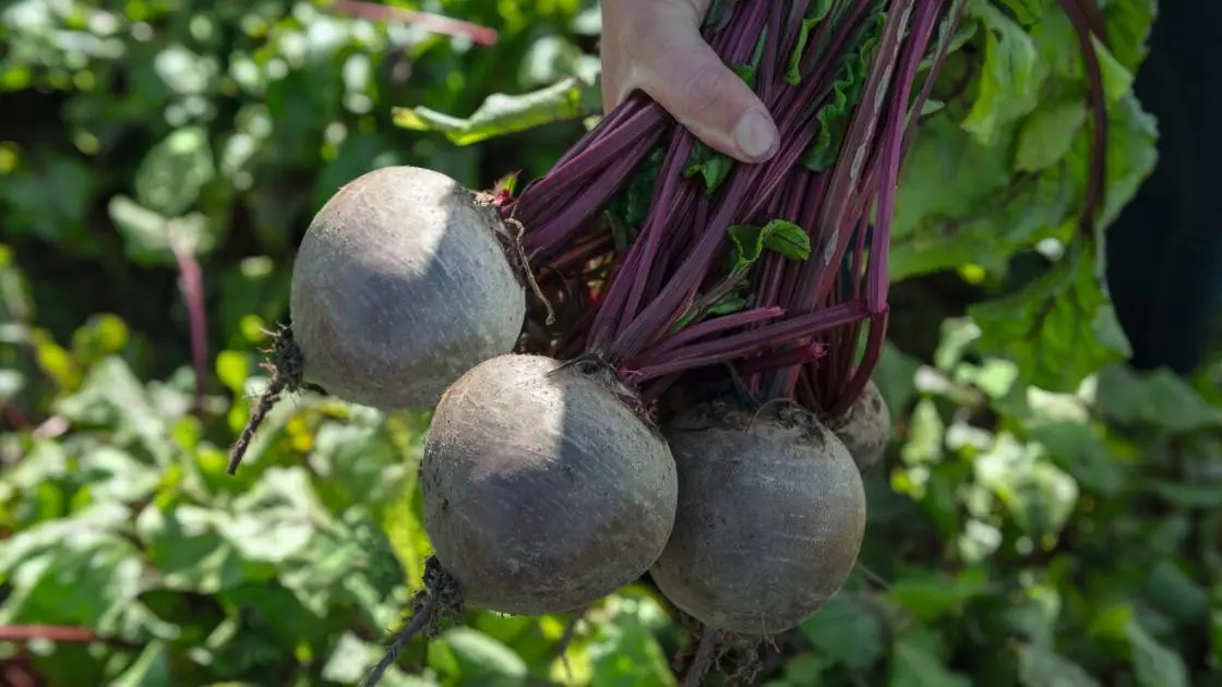 Rote Bete Bikores Präzise 2