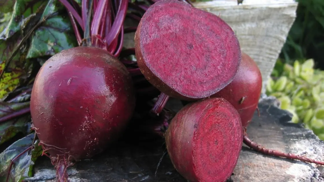 Rote Bete Pablo Präzise