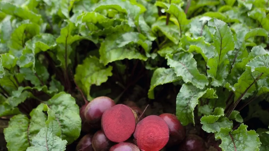 Beetroot Action 2