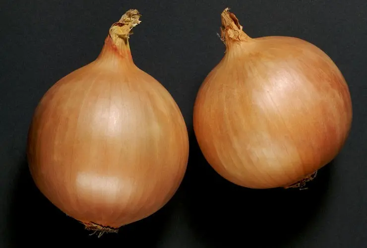 Zwiebel dormo f1 präzise