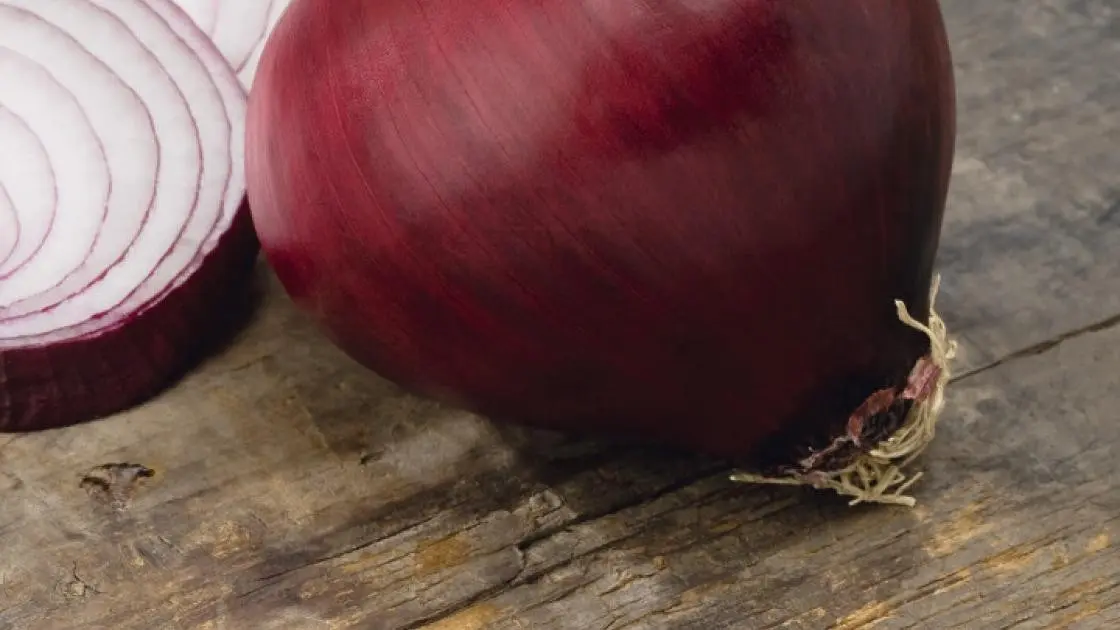 Zwiebel Red Lady F1