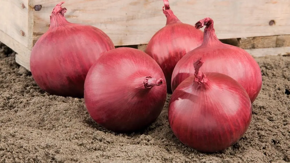 Zwiebel Red Tide F1