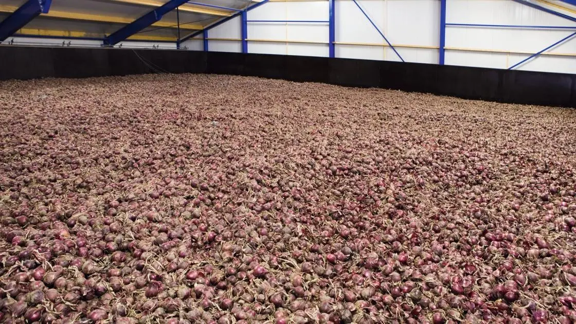 Zwiebel Red Tide F1 2