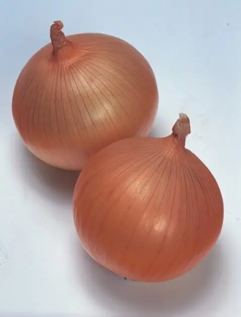 Zwiebel Takstar F1 Präzise