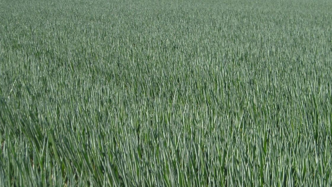 Winterheckenzwiebel Performer Präzise Vorgekeimt 2