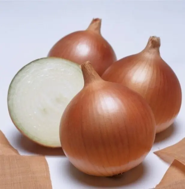 Zwiebel Vuelta F1 Präzise