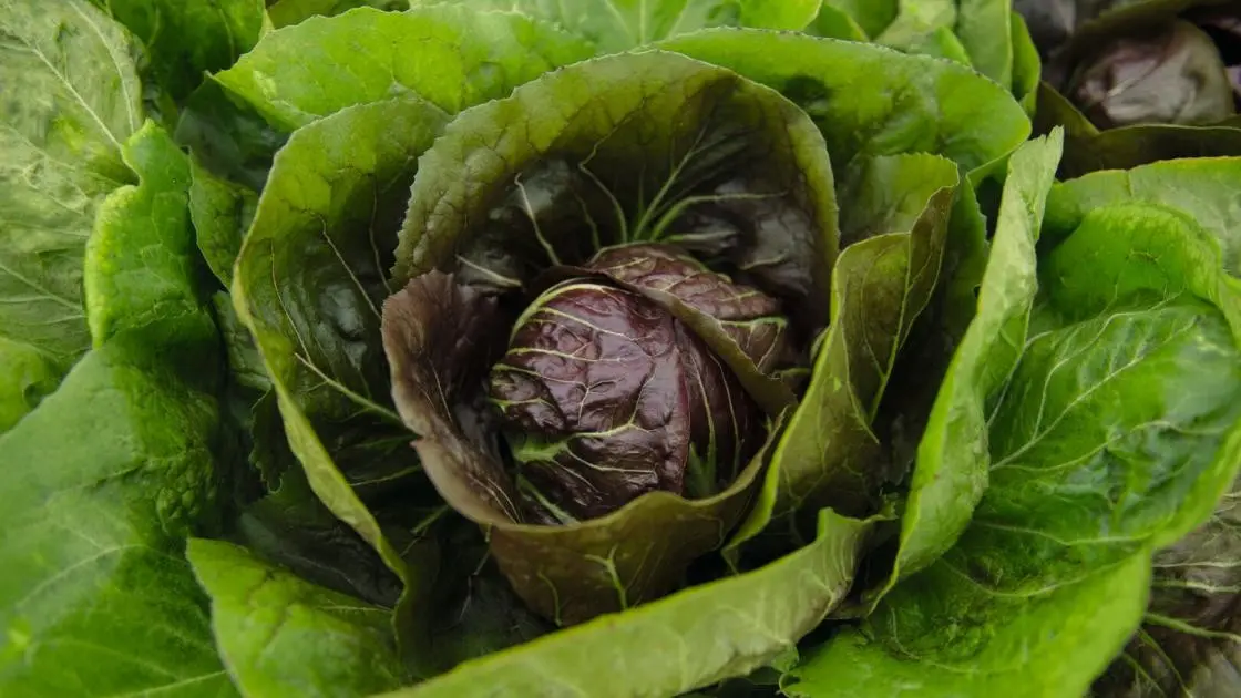 Chicorée Frisée Raffaello F1