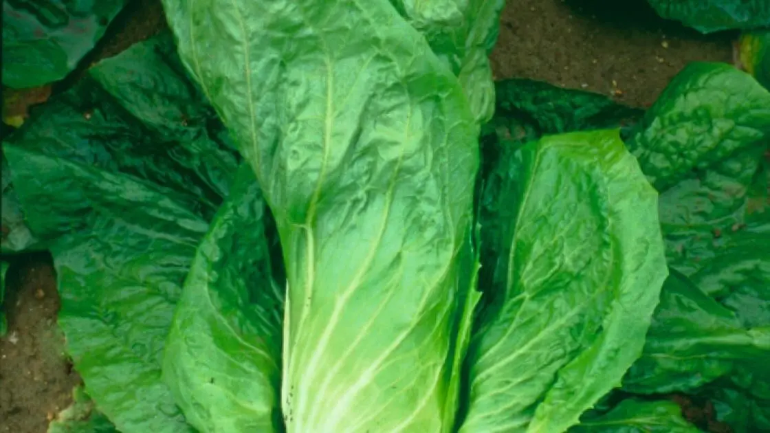 Leaf Chicory Uranus green