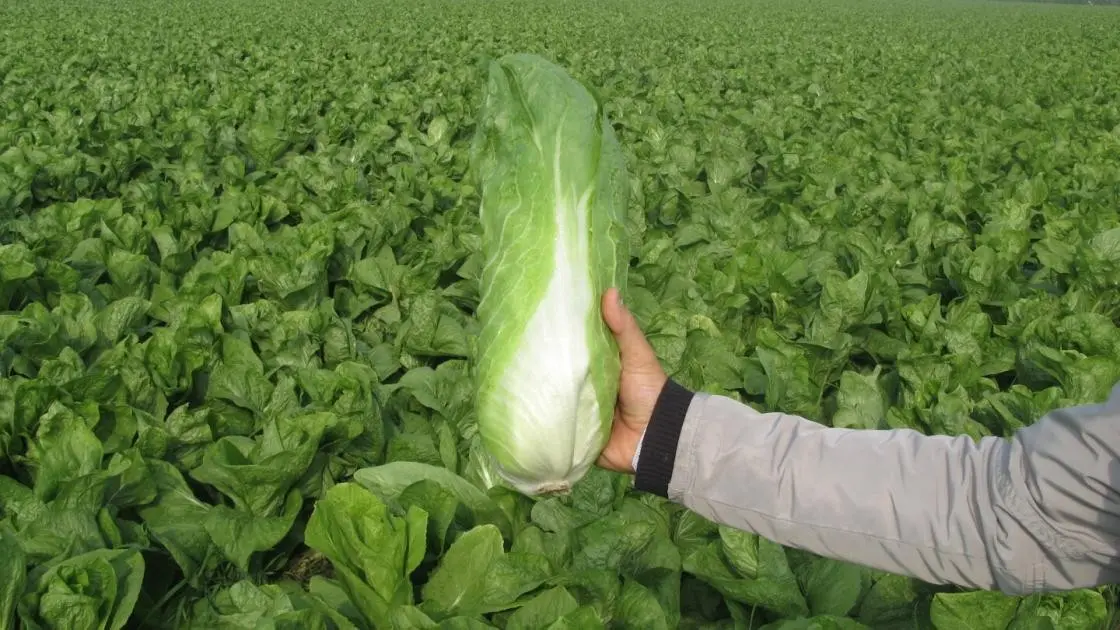 Leaf Chicory Uranus green 2