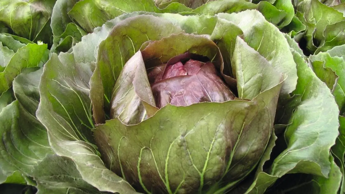 Leonardo Chicory