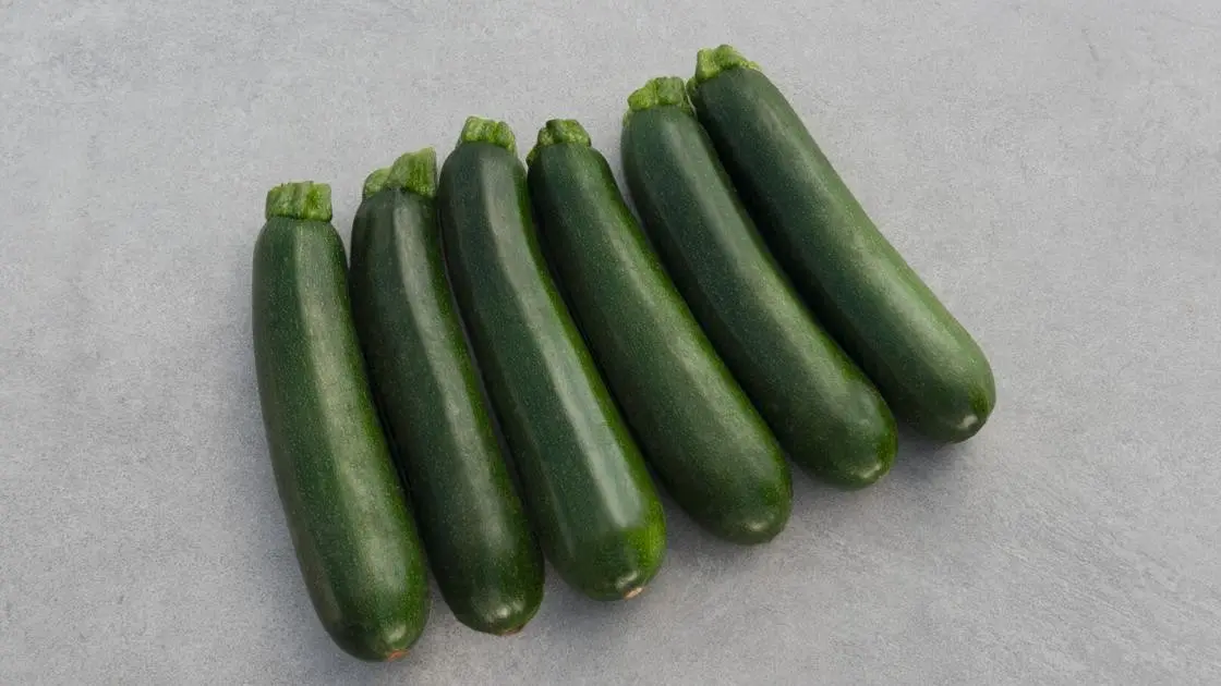 Courgette Modena F1 Précise