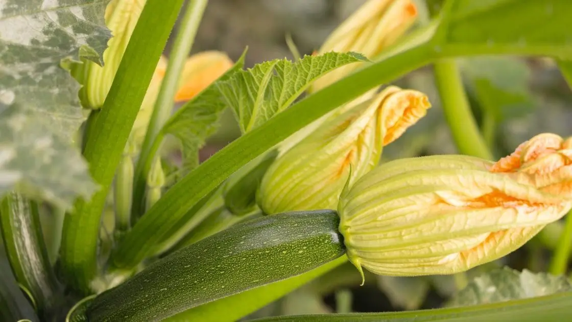 Courgette Modena F1 Précise 2