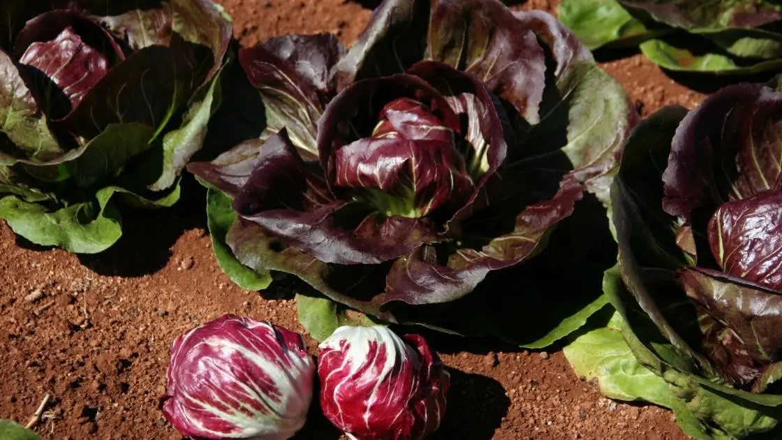 Indigo Chicory 2