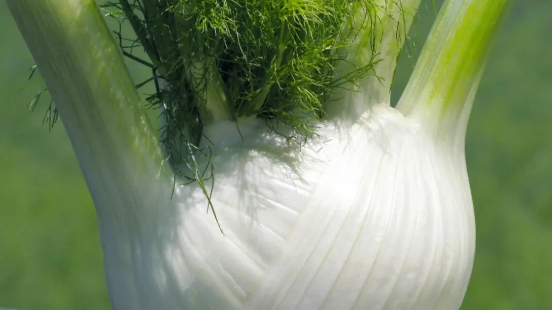 Fennel Solaris F1
